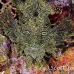 rhinopias_lacy_crci_mb_h_0354_png3287.jpg